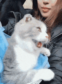 皇冠信用盘怎么弄_轻松一刻:用了这么久的表情包皇冠信用盘怎么弄,今天终于见到真人版了,哈哈哈