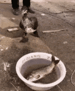 皇冠信用盘怎么弄_轻松一刻:用了这么久的表情包皇冠信用盘怎么弄,今天终于见到真人版了,哈哈哈