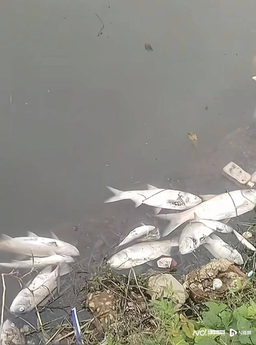 皇冠信用网哪里申请
_东莞寒溪河出现大片死鱼皇冠信用网哪里申请
！官方回应：天气原因