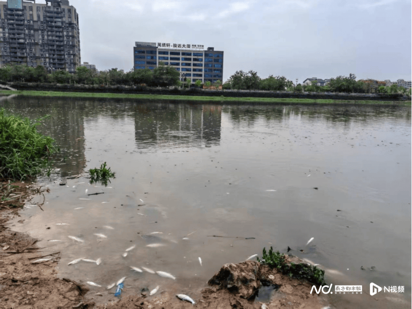 皇冠信用网哪里申请
_东莞寒溪河出现大片死鱼皇冠信用网哪里申请
！官方回应：天气原因