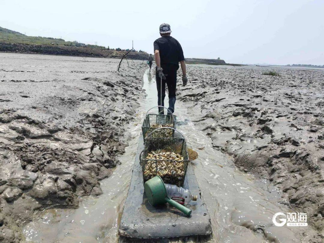 皇冠信用网代理
_正是肥的时候!每天上万斤在青岛这里上岸皇冠信用网代理
,很多人爱吃......