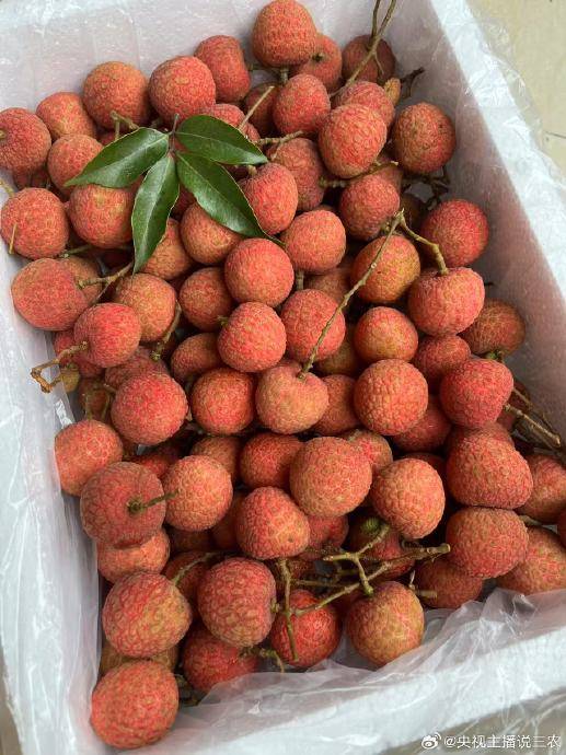 欧洲U21青年锦标赛
_2025年荔枝产量激增价格普降欧洲U21青年锦标赛
,局部产区跌破成本线果农忧