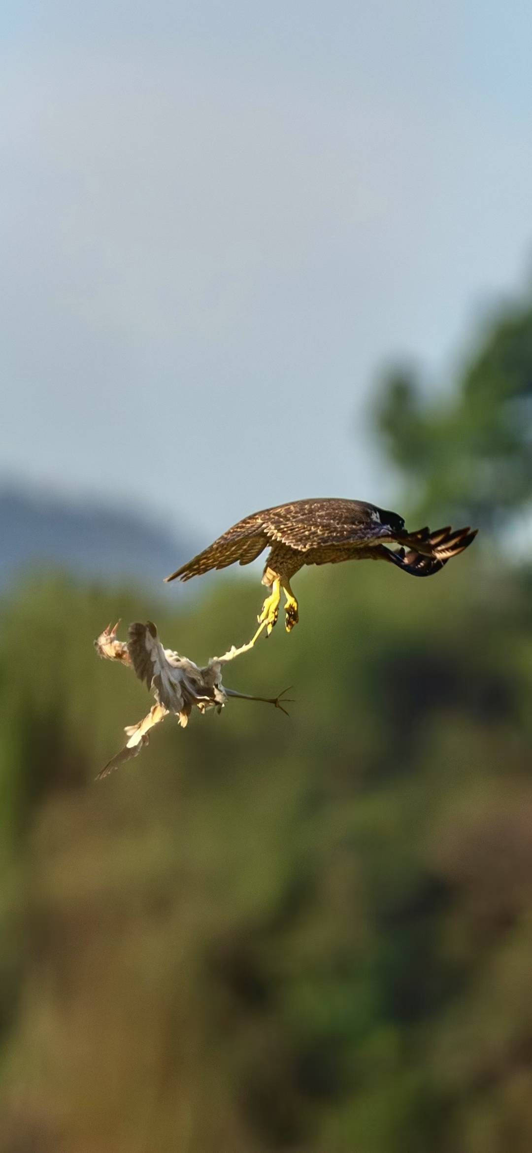 美国MLS NEXT职业联赛_杭州天空上演“猛禽猎食”大戏美国MLS NEXT职业联赛,市民好奇:这鸟会攻击我吗?