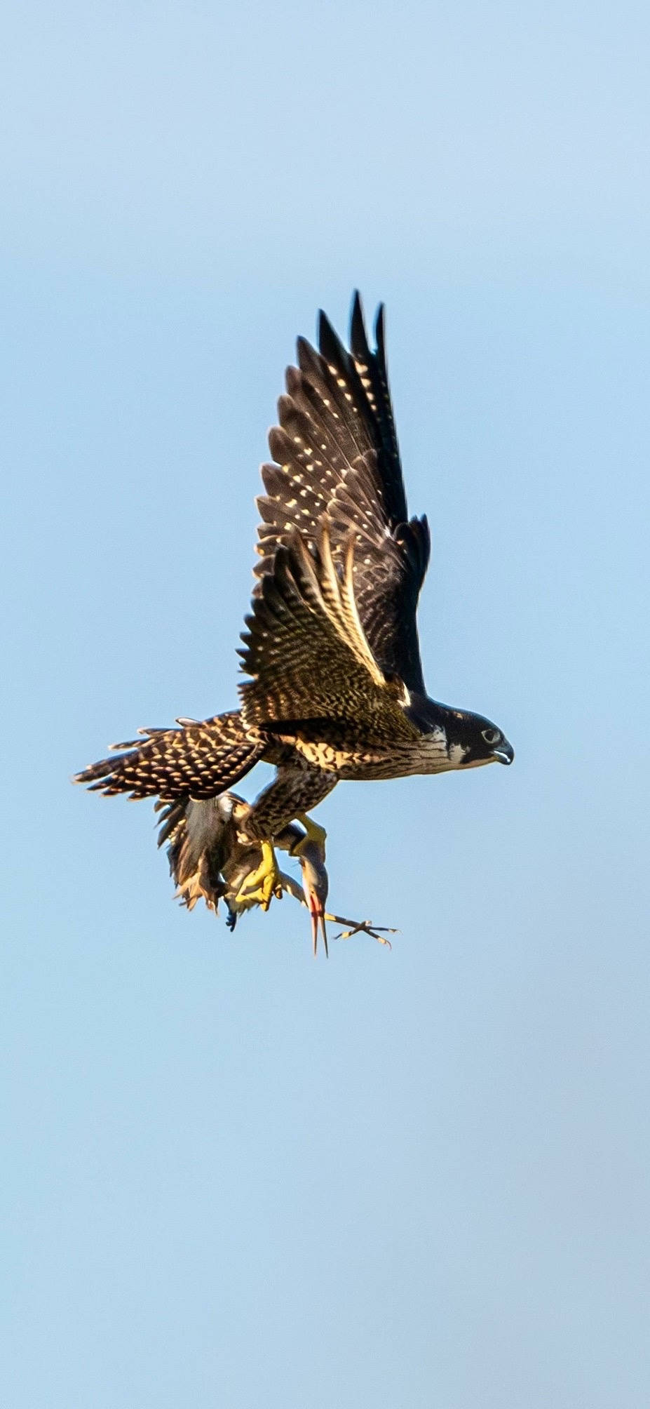 美国MLS NEXT职业联赛_杭州天空上演“猛禽猎食”大戏美国MLS NEXT职业联赛,市民好奇:这鸟会攻击我吗?