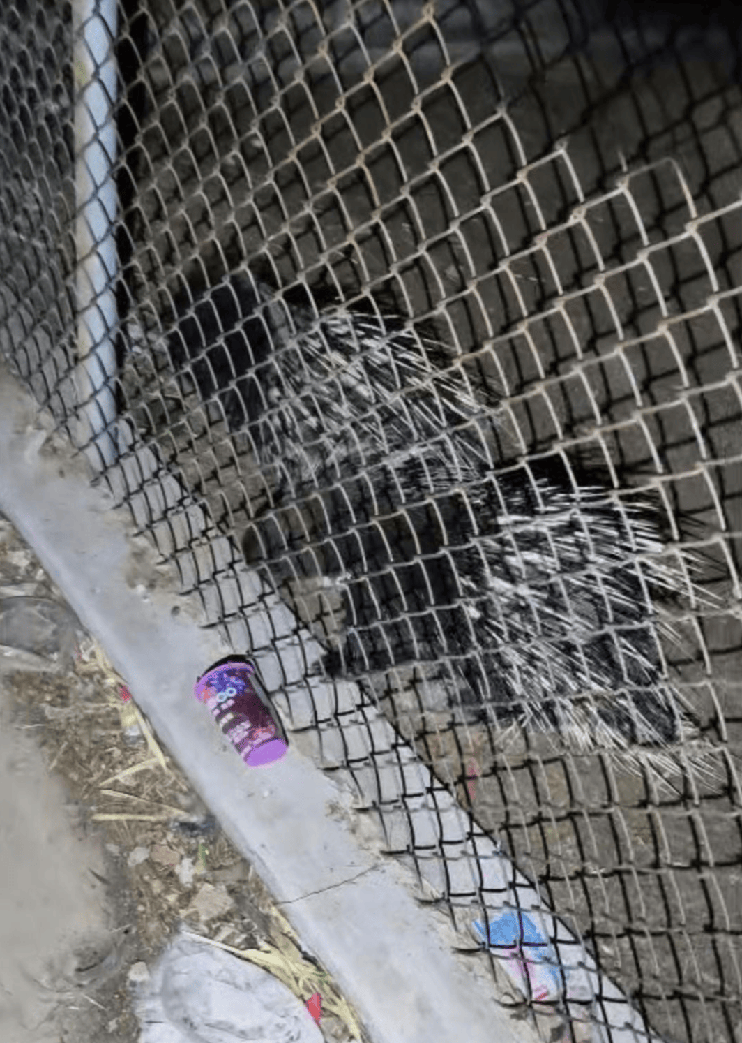 阿根廷全国联赛_“废弃动物园”的一只猴子与两只豪猪阿根廷全国联赛，被改变的命运背后｜红星特稿