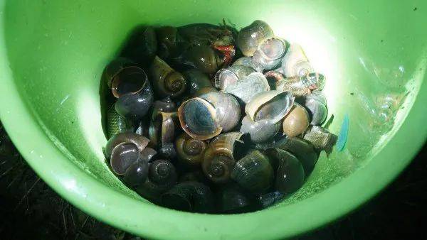 林肯城VS雷丁_别吃林肯城VS雷丁,寄生虫多达上千条!武汉公园连夜清出130多斤