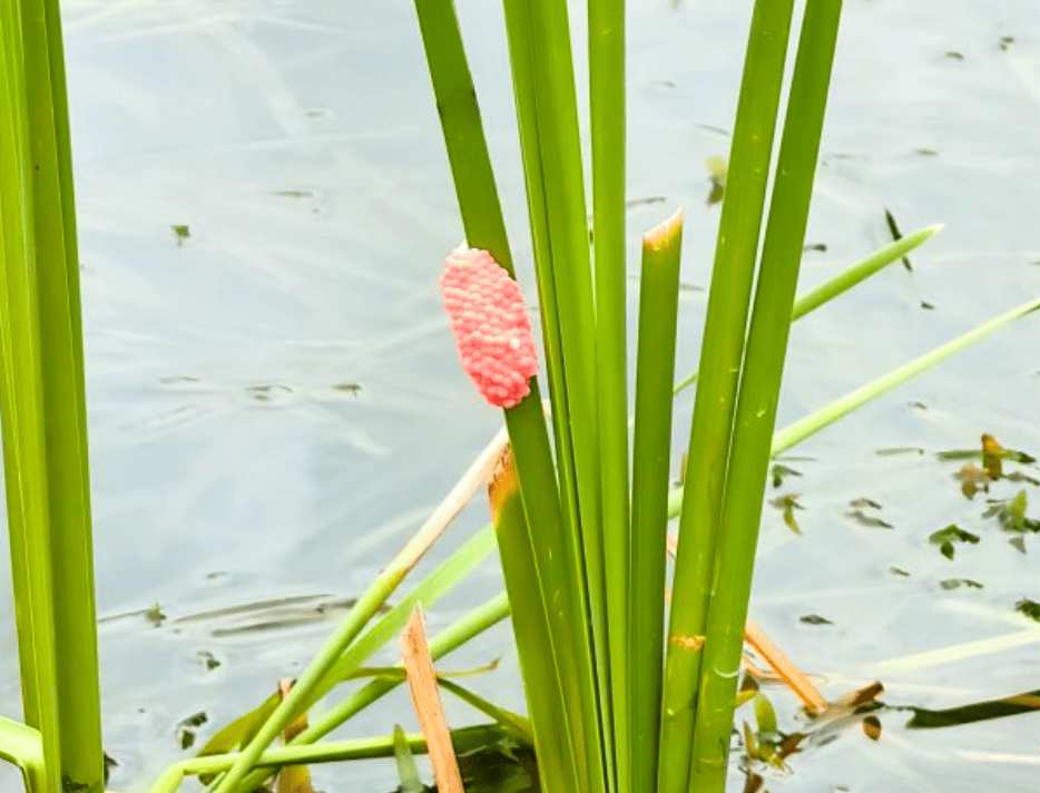林肯城VS雷丁_别吃林肯城VS雷丁,寄生虫多达上千条!武汉公园连夜清出130多斤