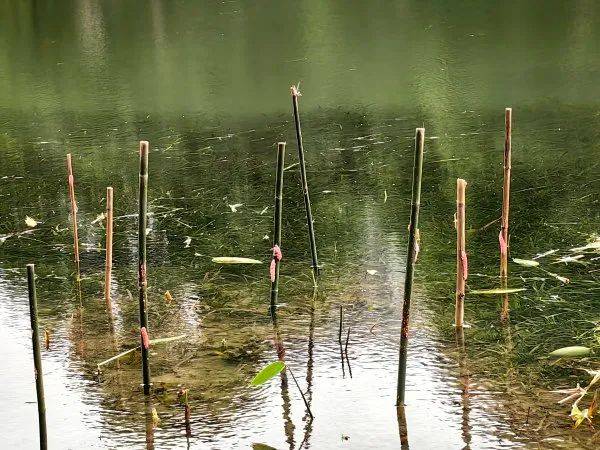 林肯城VS雷丁_别吃林肯城VS雷丁,寄生虫多达上千条!武汉公园连夜清出130多斤