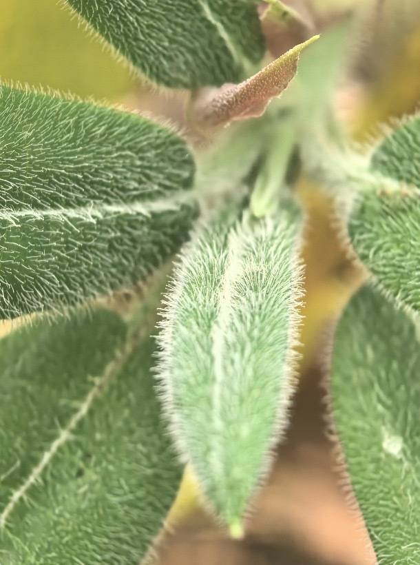 贝尔格莱德游击VSAEK拉纳卡_颠覆“野外灭绝”判断 湖南发现大规模小溪洞杜鹃群落