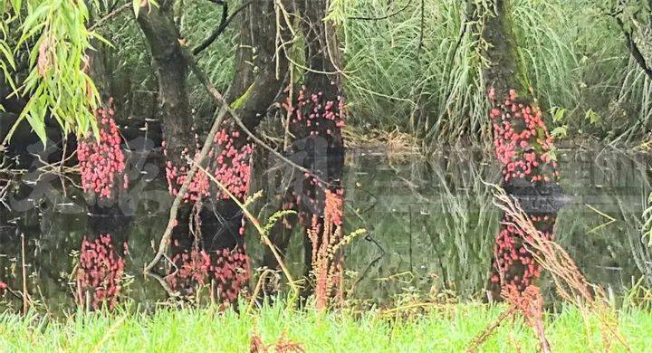 格拉斯哥城女足VS马瑟韦尔女足_头皮发麻格拉斯哥城女足VS马瑟韦尔女足!贵阳十里河滩的树干被“染”成粉色