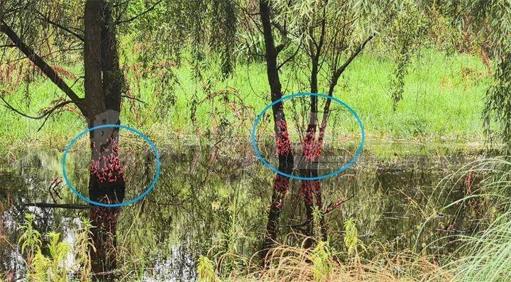 格拉斯哥城女足VS马瑟韦尔女足_头皮发麻格拉斯哥城女足VS马瑟韦尔女足!贵阳十里河滩的树干被“染”成粉色