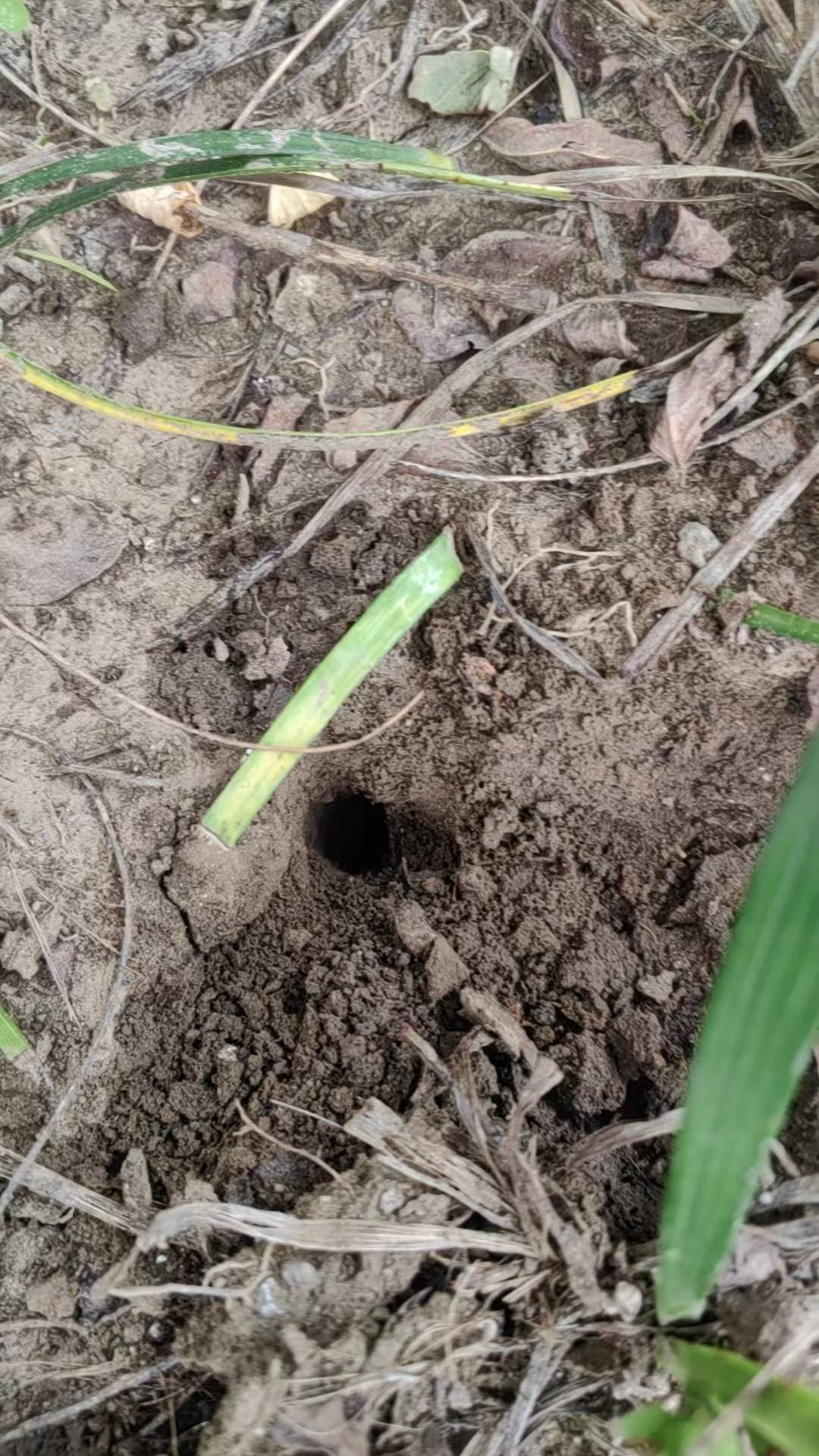 福图纳锡塔德VS前进之鹰_夏夜在公园里抓“季鸟猴”福图纳锡塔德VS前进之鹰,违规吗?