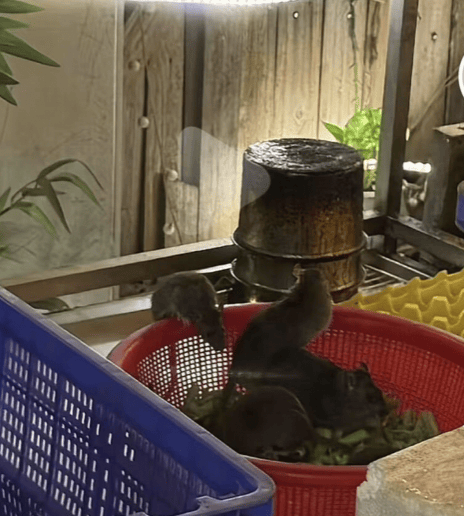 皇冠信用网代理注册_广西贵港一螺蛳粉店4只老鼠坐菜篮里吃菜皇冠信用网代理注册,门店称是不要的食材,当地市监:正在处理