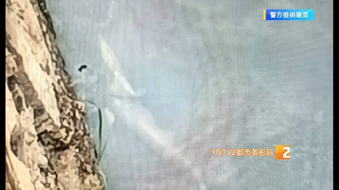 皇冠信用網会员账号
_市民在盘龙江里发现“娃娃鱼”皇冠信用網会员账号
?经确认却是……