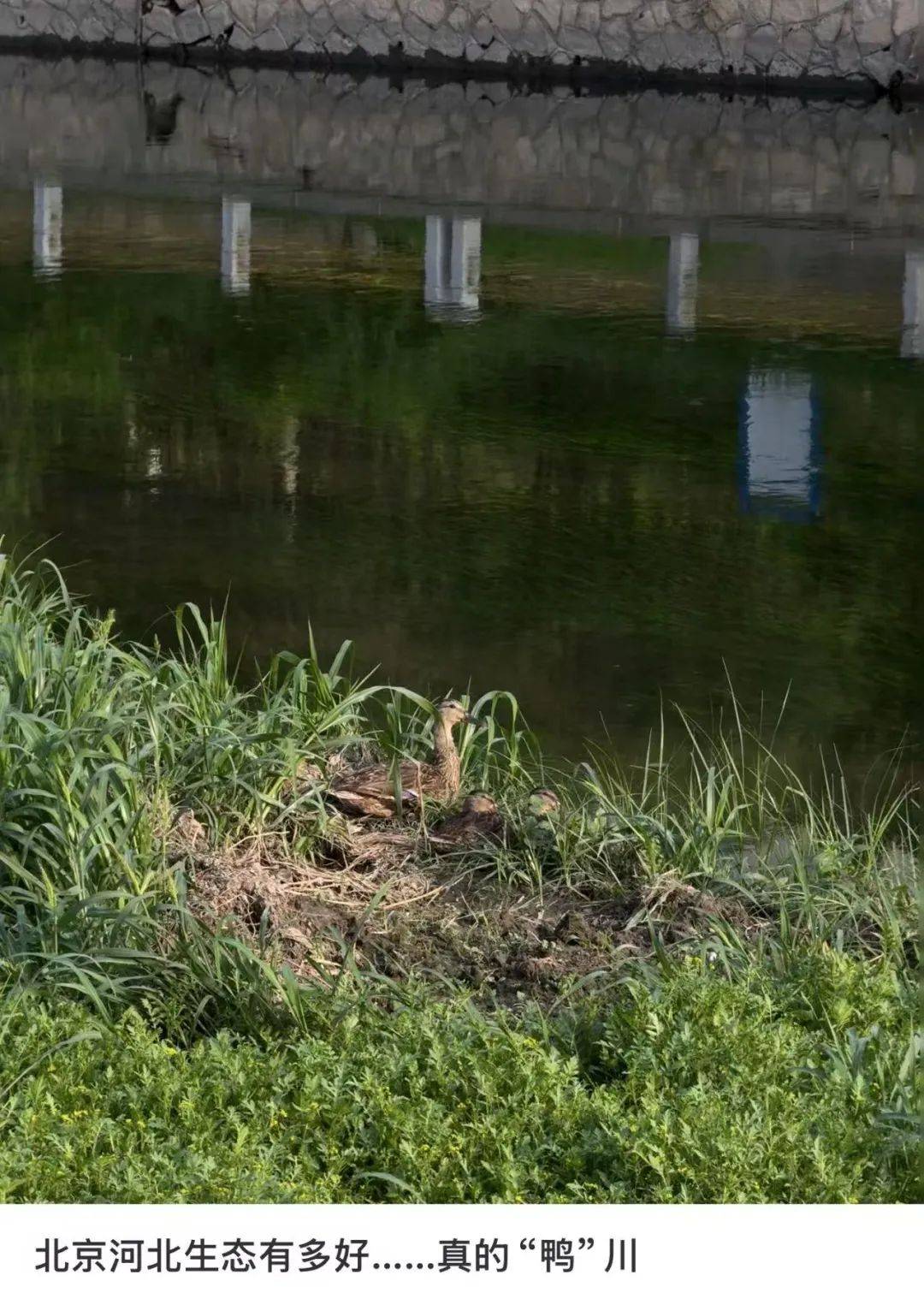 皇冠信用网会员申请_缺水的北京皇冠信用网会员申请,被北漂强行玩成了威尼斯