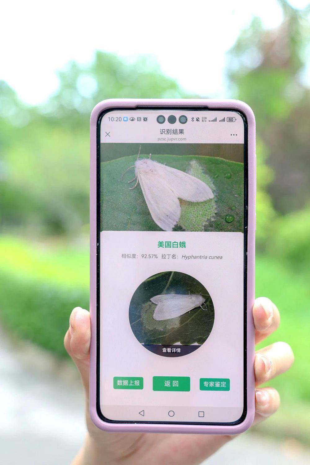 皇冠信用網平台出租_在北京路边看到这种黑色的蛹千万别动 网友:有“编制”