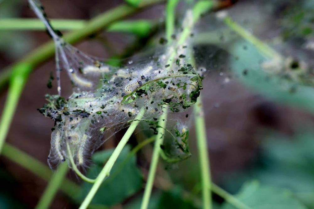 皇冠信用網平台出租_在北京路边看到这种黑色的蛹千万别动 网友:有“编制”