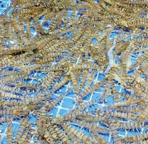 皇冠信用怎么租_价格近乎“腰斩”皇冠信用怎么租!济南这一市场一天卖出上万斤