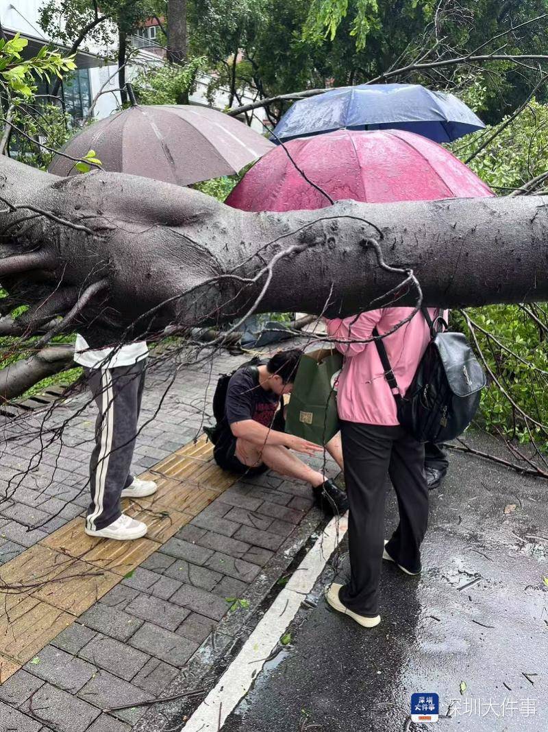 皇冠信用网会员开户_强风袭击皇冠信用网会员开户,深圳已出现树木倒伏!有行人被砸伤,非必要不出门