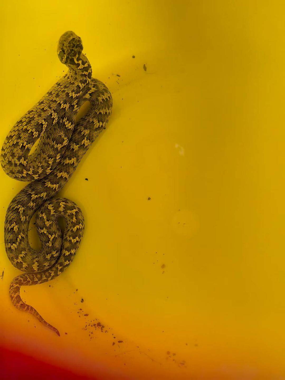 皇冠登一登二登三区别_青海一男子被罕见剧毒阿拉善蝮蛇咬伤皇冠登一登二登三区别,因无血清一度想放弃治疗 警车开道转运700公里救命