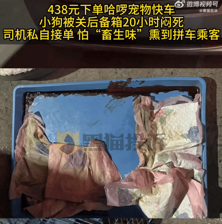 正网皇冠信用網_哈啰宠物快车小狗被关后备箱闷死