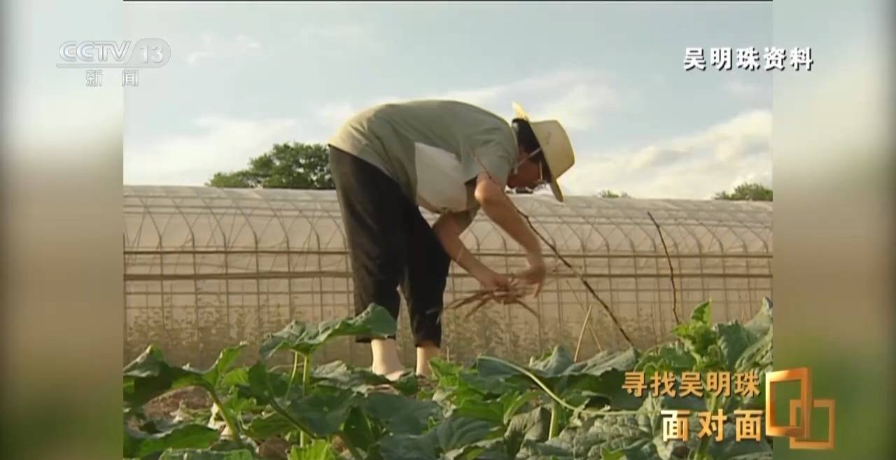 皇冠信用网怎么申请_面对面丨中国人的吃瓜自由要感谢她皇冠信用网怎么申请!吴明珠说她的一生就是结几个好瓜献给人民