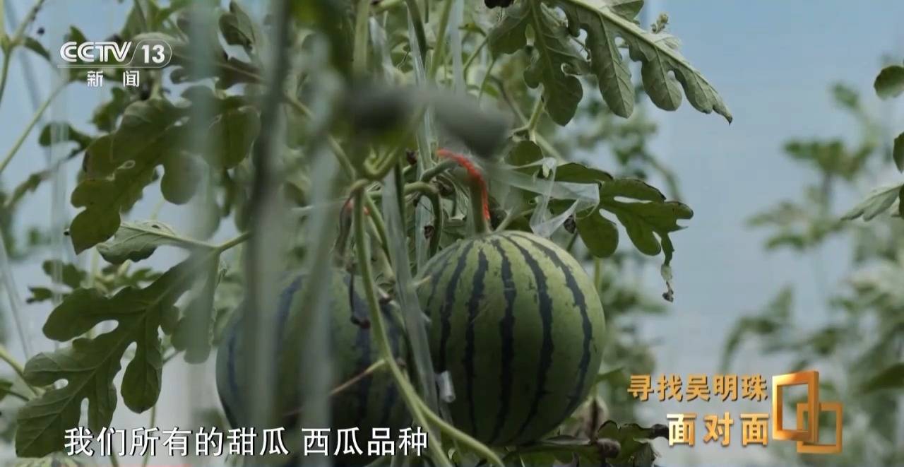 皇冠信用网怎么申请_面对面丨中国人的吃瓜自由要感谢她皇冠信用网怎么申请!吴明珠说她的一生就是结几个好瓜献给人民