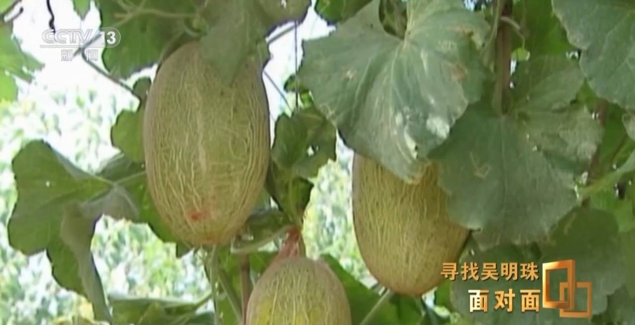 皇冠信用网怎么申请_面对面丨中国人的吃瓜自由要感谢她皇冠信用网怎么申请!吴明珠说她的一生就是结几个好瓜献给人民