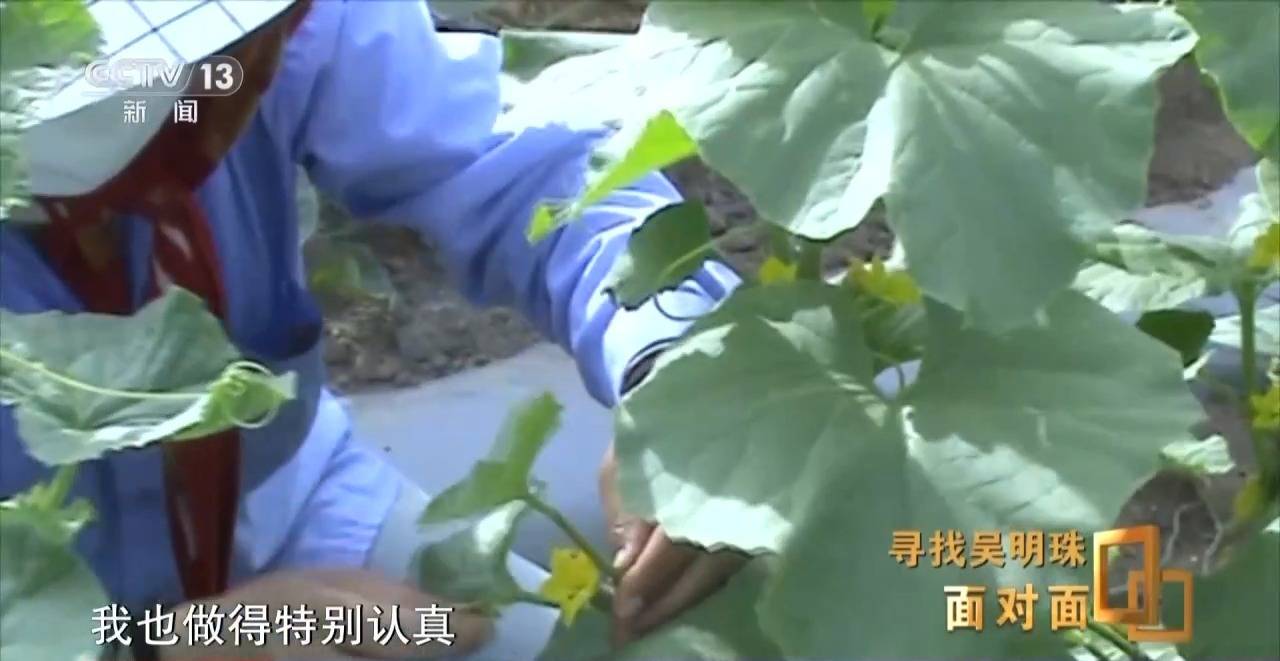 皇冠信用网怎么申请_面对面丨中国人的吃瓜自由要感谢她皇冠信用网怎么申请!吴明珠说她的一生就是结几个好瓜献给人民