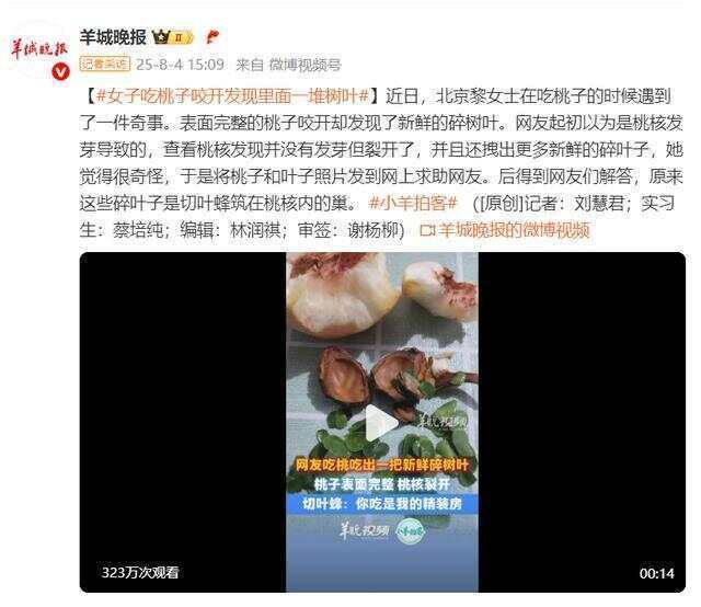 如何申请到皇冠信用网_表面完整的桃子咬开却发现了新鲜的碎树叶如何申请到皇冠信用网,网友:切叶蜂筑的巢