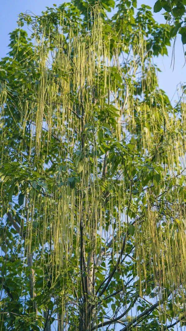 皇冠信用網代理出租_武汉这条路上大量出现皇冠信用網代理出租,长达1米!到底是啥?