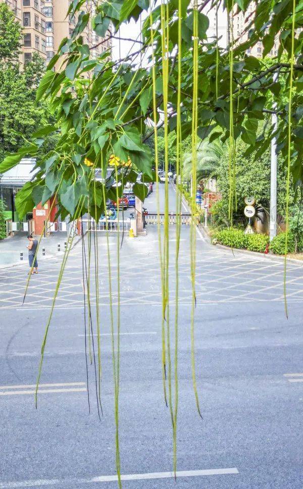 皇冠信用網代理出租_武汉这条路上大量出现皇冠信用網代理出租,长达1米!到底是啥?