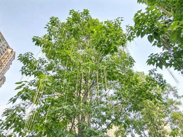 皇冠信用網代理出租_武汉这条路上大量出现皇冠信用網代理出租,长达1米!到底是啥?