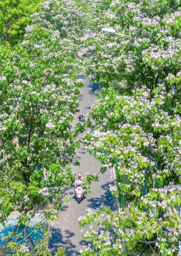 皇冠信用網代理出租_武汉这条路上大量出现皇冠信用網代理出租,长达1米!到底是啥?