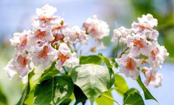 皇冠信用網代理出租_武汉这条路上大量出现皇冠信用網代理出租,长达1米!到底是啥?