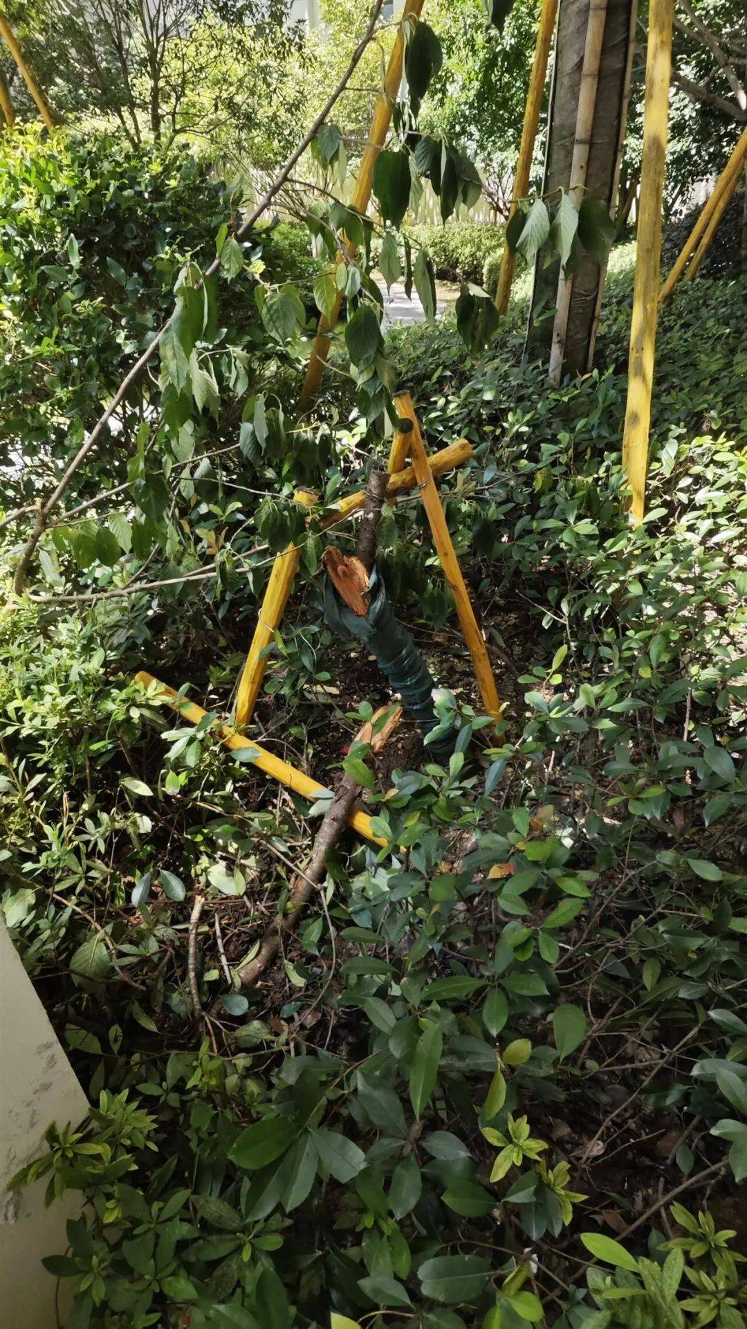 皇冠信用網注册开通_7岁男孩补课期间不幸从14楼坠亡皇冠信用網注册开通,母亲痛哭:我42岁时冒着风险生的,警方已介入