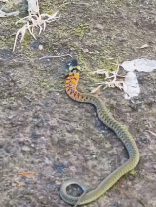 皇冠信用网会员_内蒙古赤峰有人拍到了“鸡脖子蛇”皇冠信用网会员,有毒!千万小心!