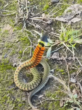 皇冠信用网会员_内蒙古赤峰有人拍到了“鸡脖子蛇”皇冠信用网会员,有毒!千万小心!