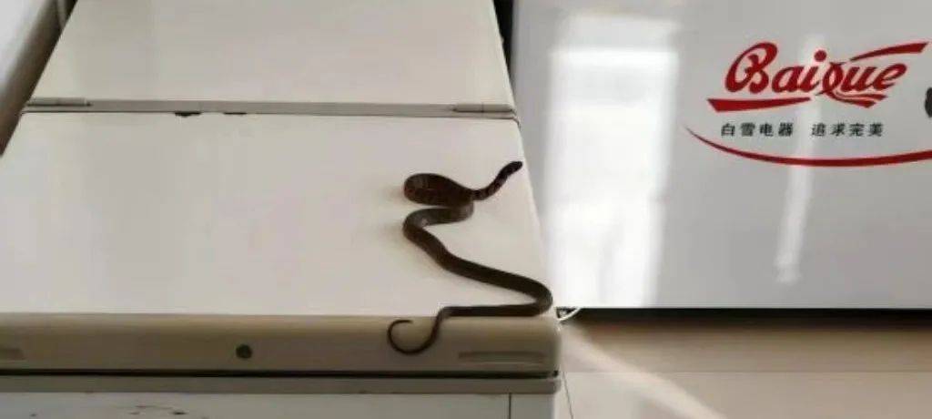 皇冠信用网会员_内蒙古赤峰有人拍到了“鸡脖子蛇”皇冠信用网会员,有毒!千万小心!