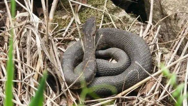 皇冠信用网会员_内蒙古赤峰有人拍到了“鸡脖子蛇”皇冠信用网会员,有毒!千万小心!