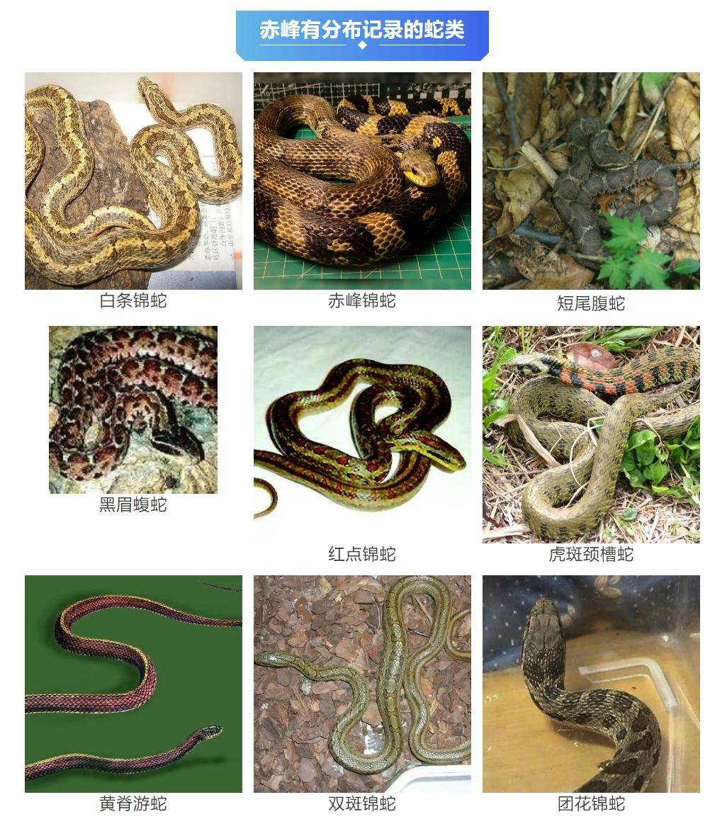 皇冠信用网会员_内蒙古赤峰有人拍到了“鸡脖子蛇”皇冠信用网会员,有毒!千万小心!
