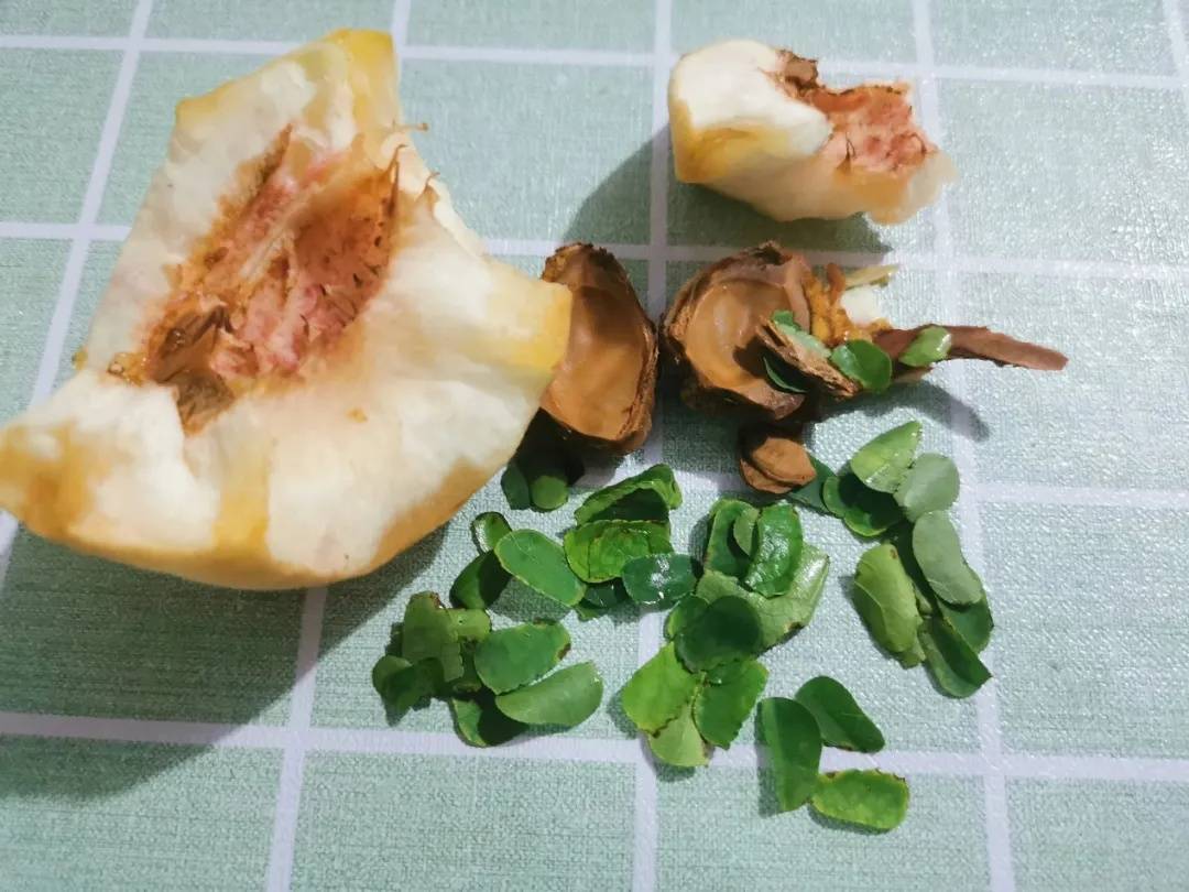 皇冠abcd类型網_咬开桃子发现一堆树叶?莫慌皇冠abcd类型網!你是遇到了它→