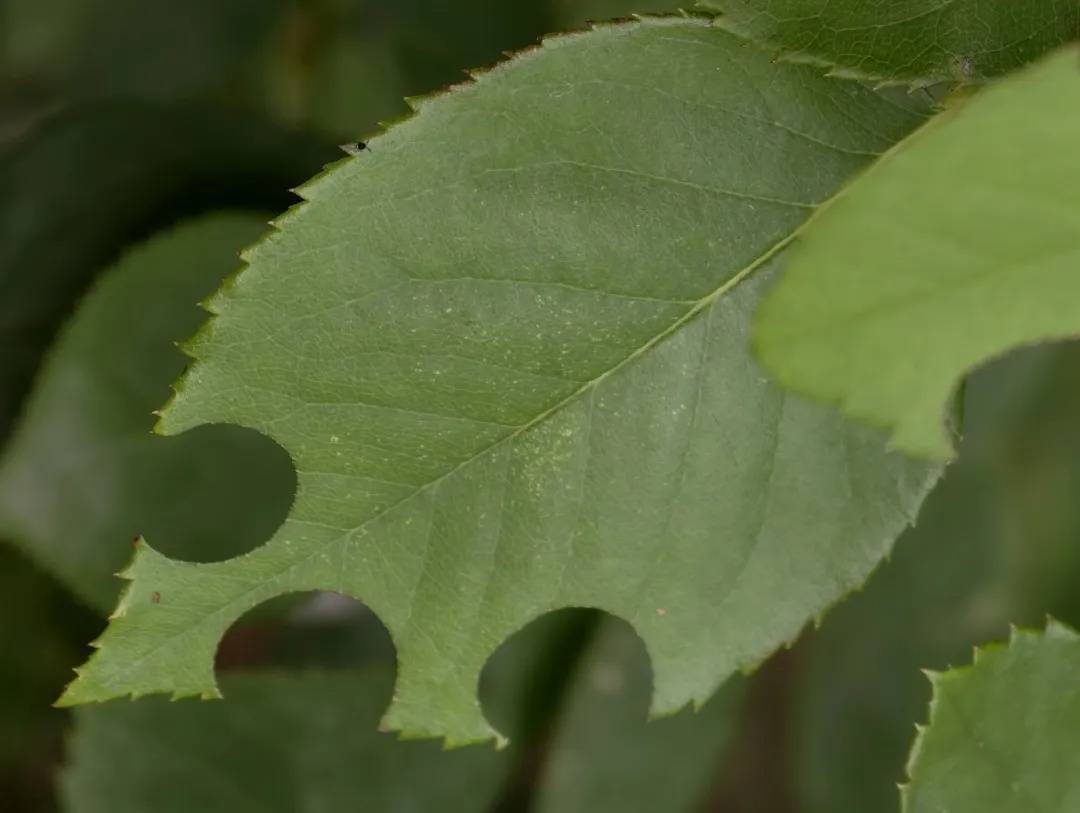 皇冠abcd类型網_咬开桃子发现一堆树叶?莫慌皇冠abcd类型網!你是遇到了它→