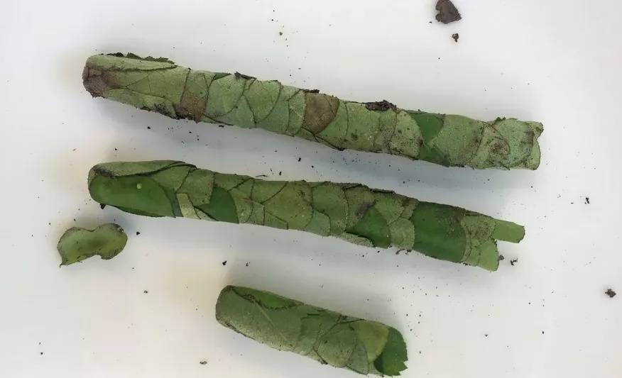 皇冠abcd类型網_咬开桃子发现一堆树叶?莫慌皇冠abcd类型網!你是遇到了它→