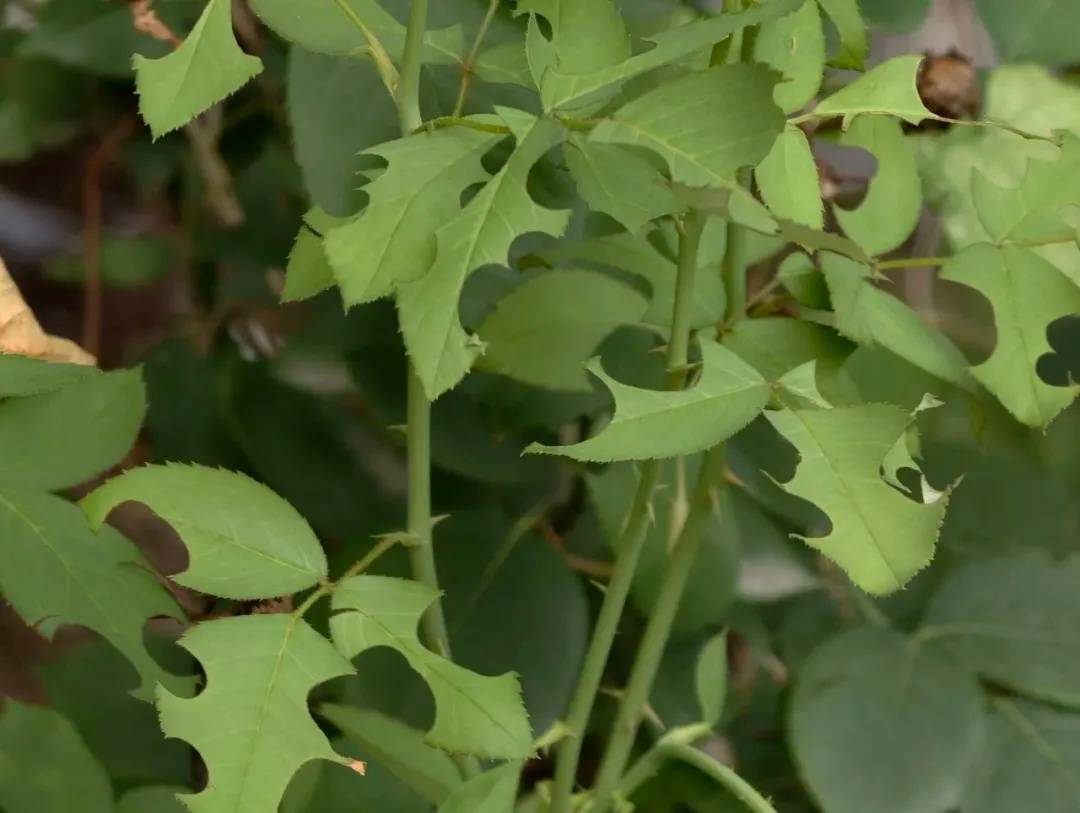 皇冠abcd类型網_咬开桃子发现一堆树叶?莫慌皇冠abcd类型網!你是遇到了它→