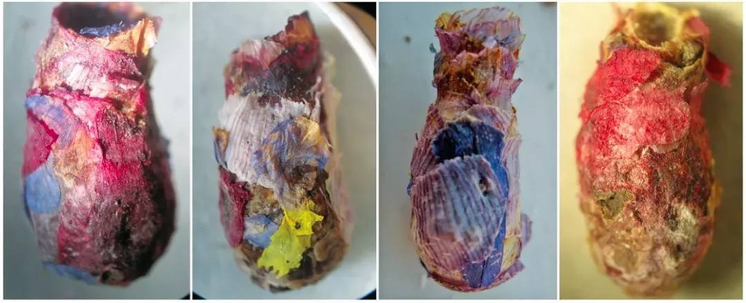 皇冠abcd类型網_咬开桃子发现一堆树叶?莫慌皇冠abcd类型網!你是遇到了它→