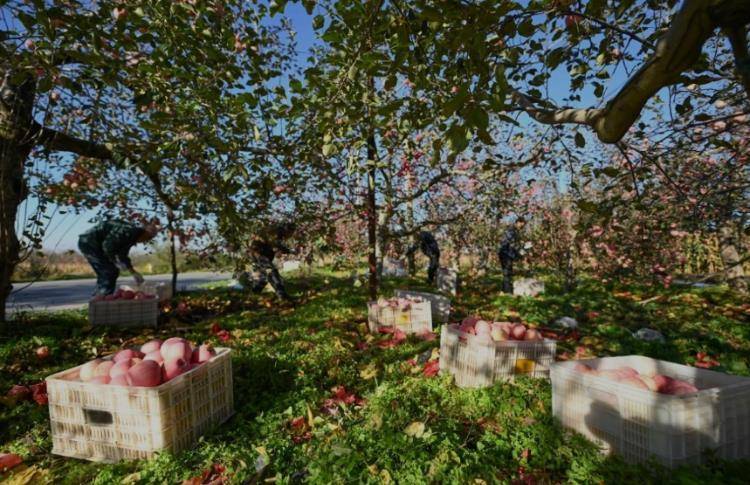 皇冠信用网会员开户_赵露思陷“假助农”风波后皇冠信用网会员开户,陕西一村干部回应:确有企业进村收“冰雹果”,价格比正常果低