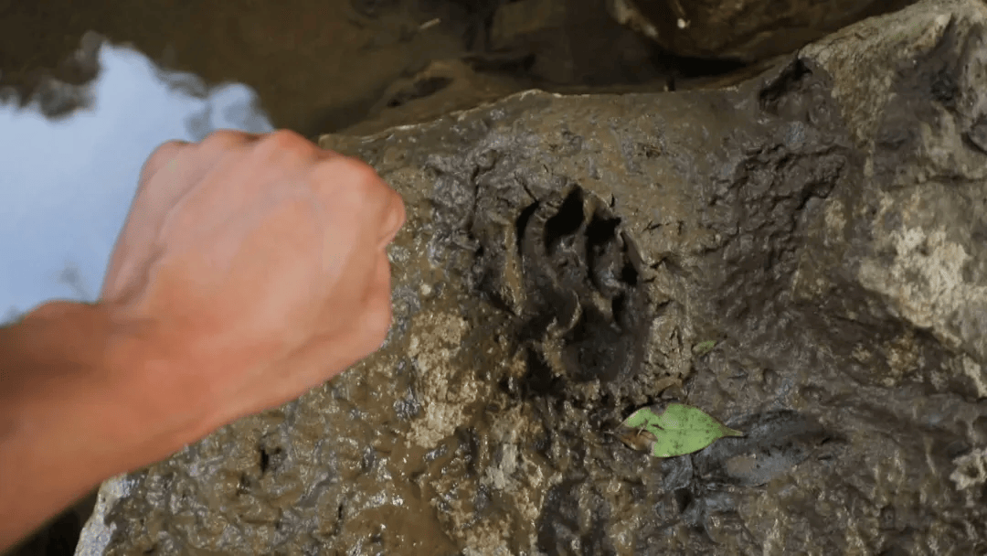 日本J2联赛
_广西一村疑现大型野生动物:脚印如拳大日本J2联赛
,目击者称其黄黑相间,当地已装监测设备