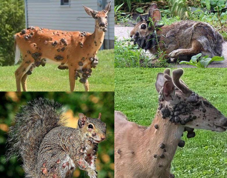 hga030账号_“僵尸松鼠”“触手兔”后hga030账号，英媒称美国又发现“变异鹿”