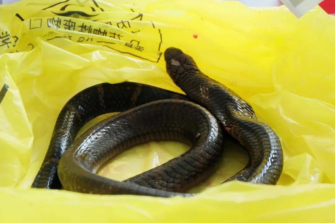 奥胡斯vs弗雷德里西亚_眼镜王蛇咬伤老人奥胡斯vs弗雷德里西亚，家属拖两米多长的“凶手”冲进医院！“拎蛇就医”可取吗？